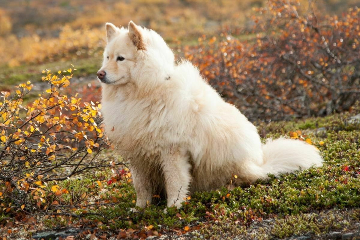 Finnish lapphund alert