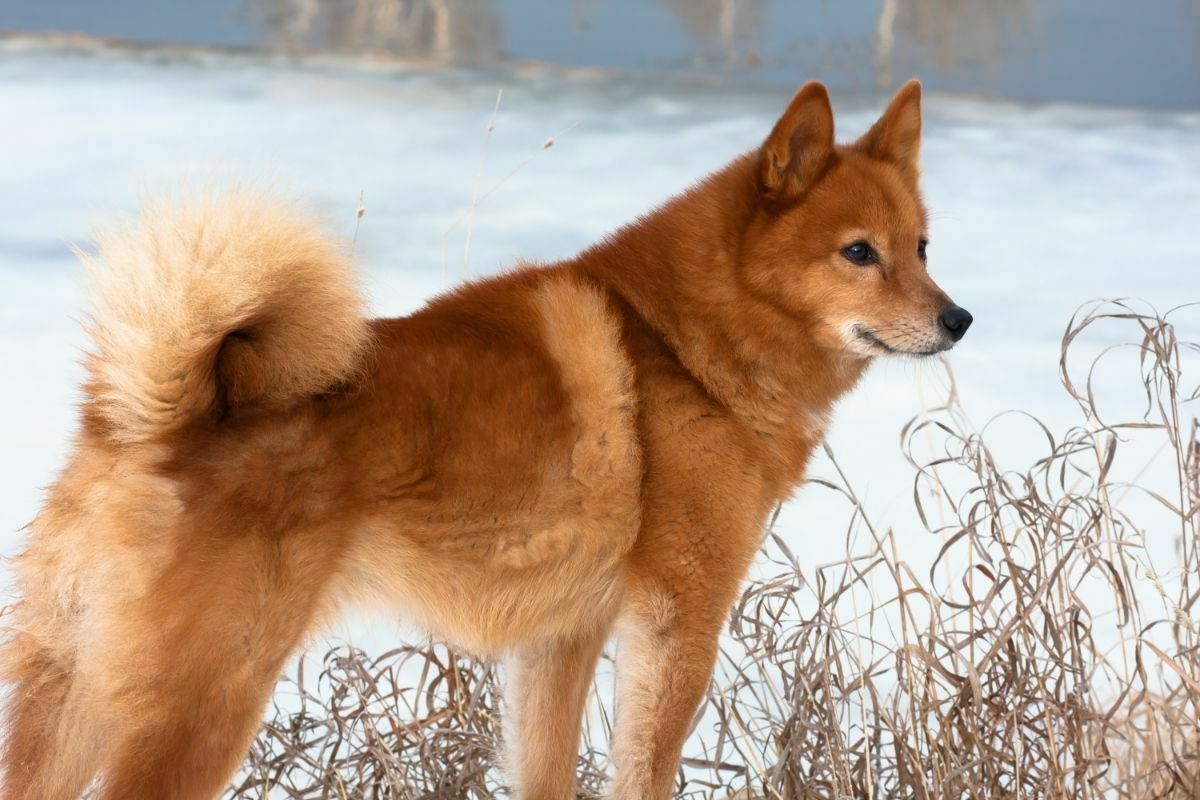 Finnish spitz playing in snow