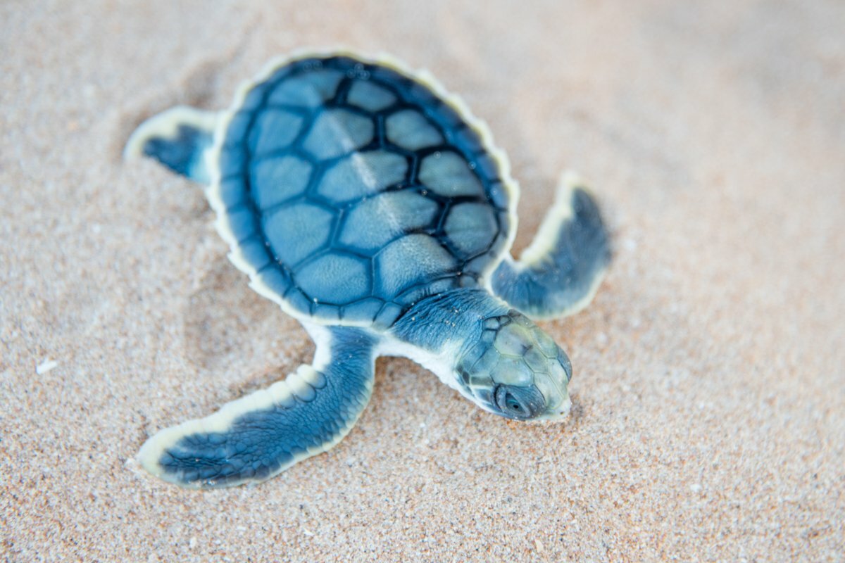 Flat backed turtle crawling on sand