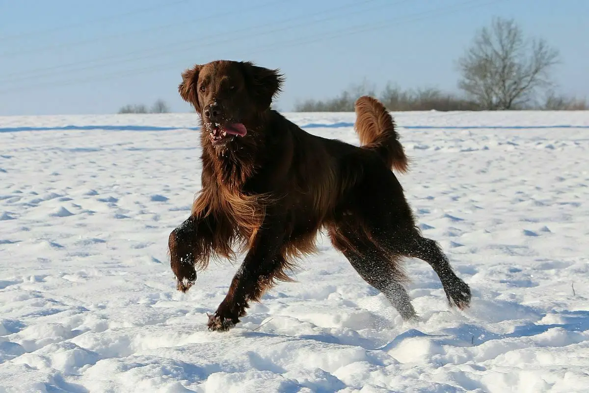 Flat-Coated Retriever playing in the snow