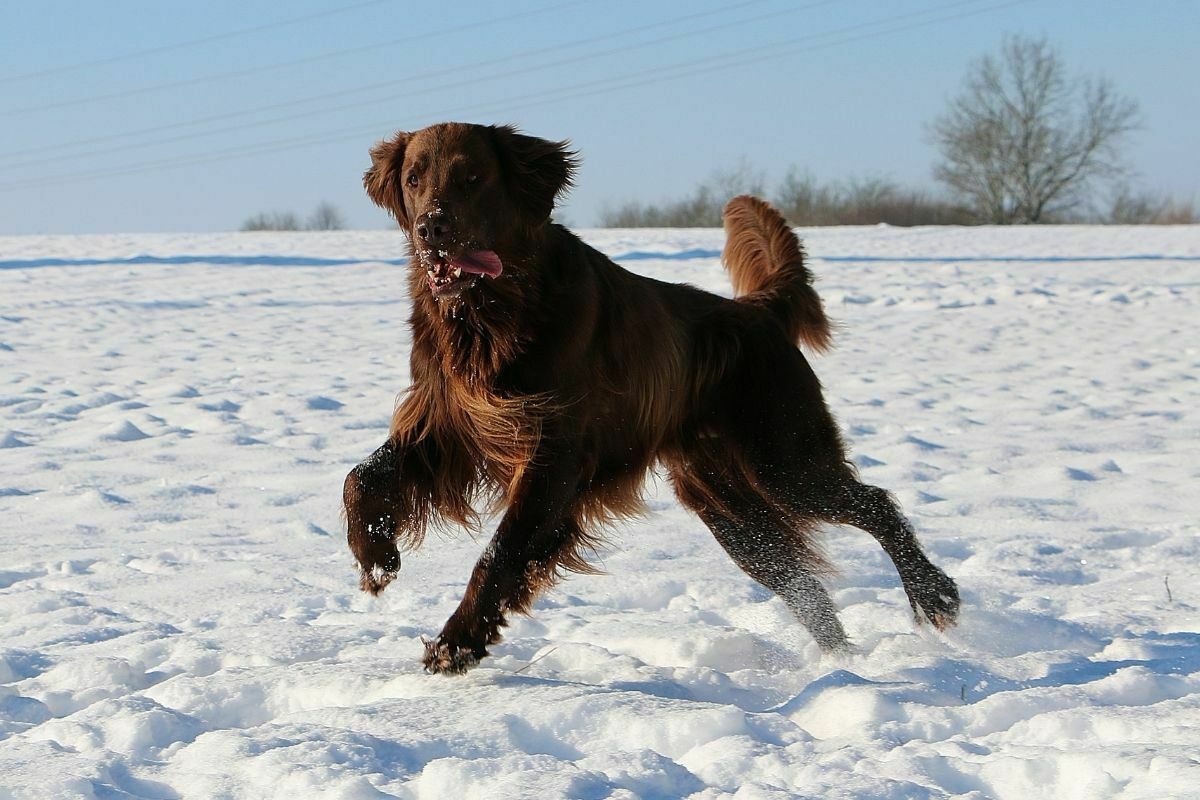 Flat-coated retriever playing in the snow