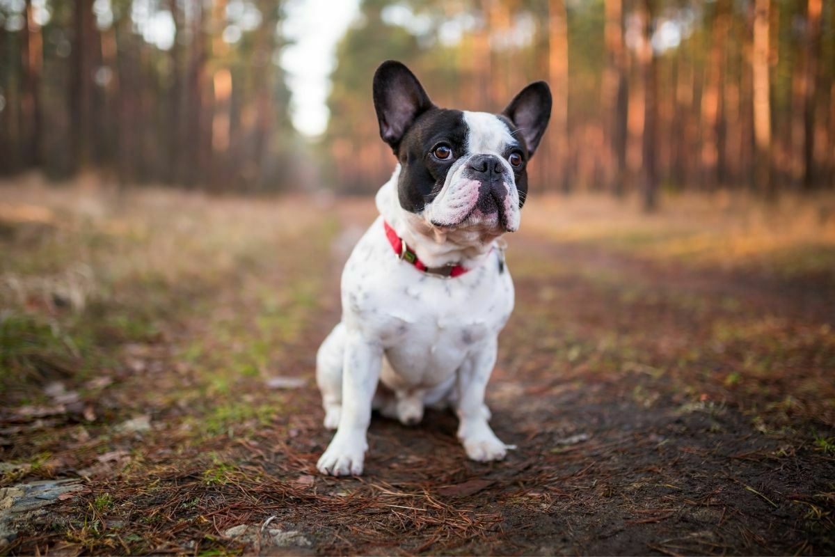 French bulldog sits