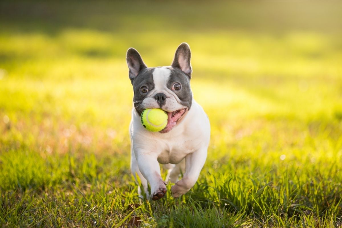 French bulldog