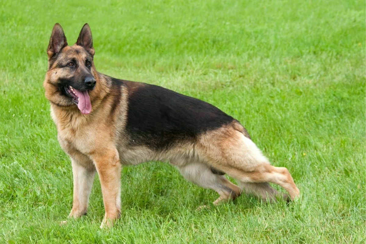 German shepherd photoshoot