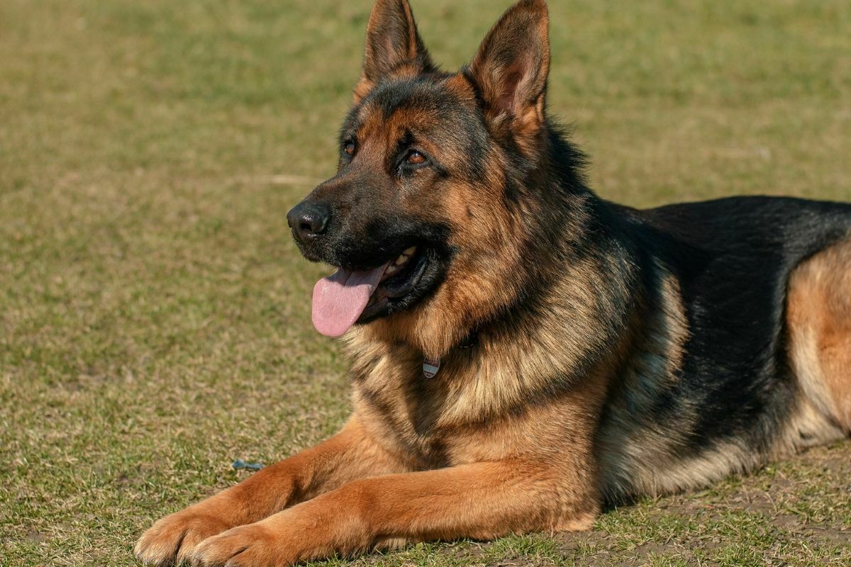 Adult german shepherd on grass field