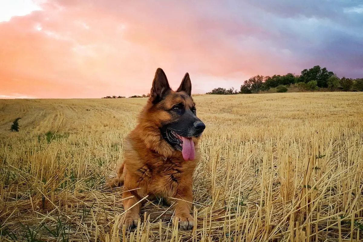 German shepherd dog lying in a field of cut wheat at sunset