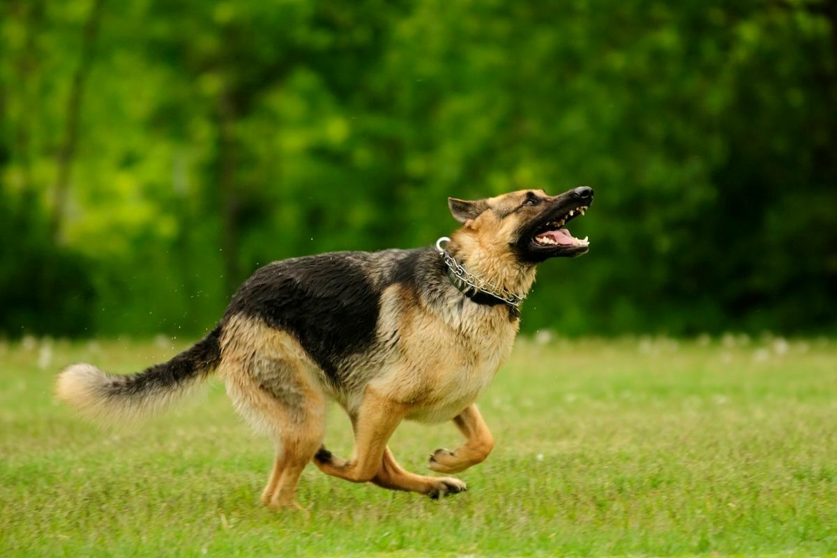 German Shepherd running in the field