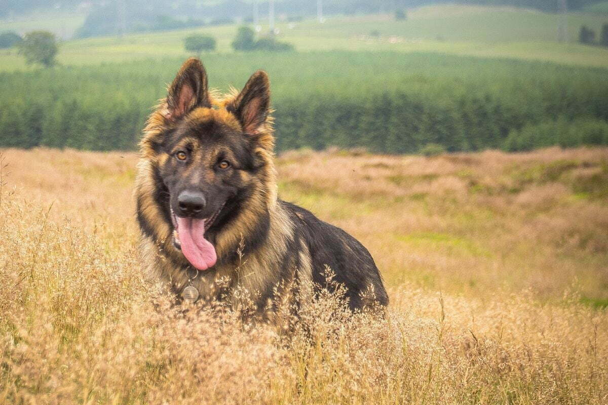 German shepherd standing in a field