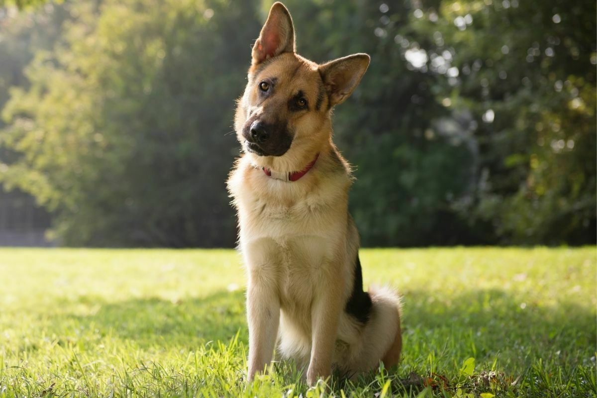 German Shepherd dog trained