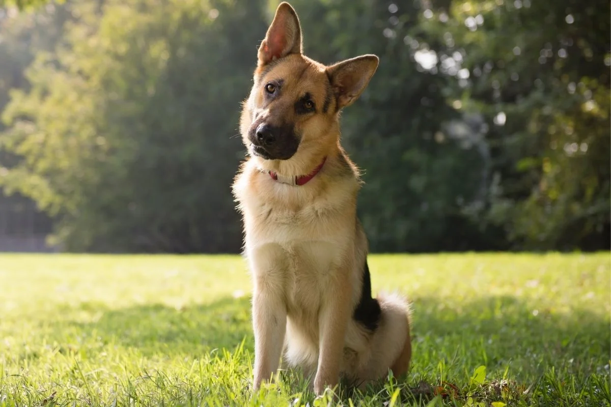 German shepherd dog trained