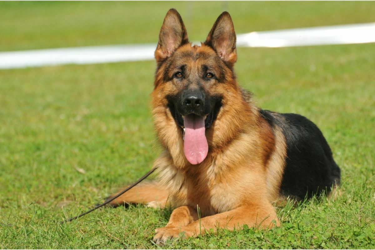 German shepherd laying down