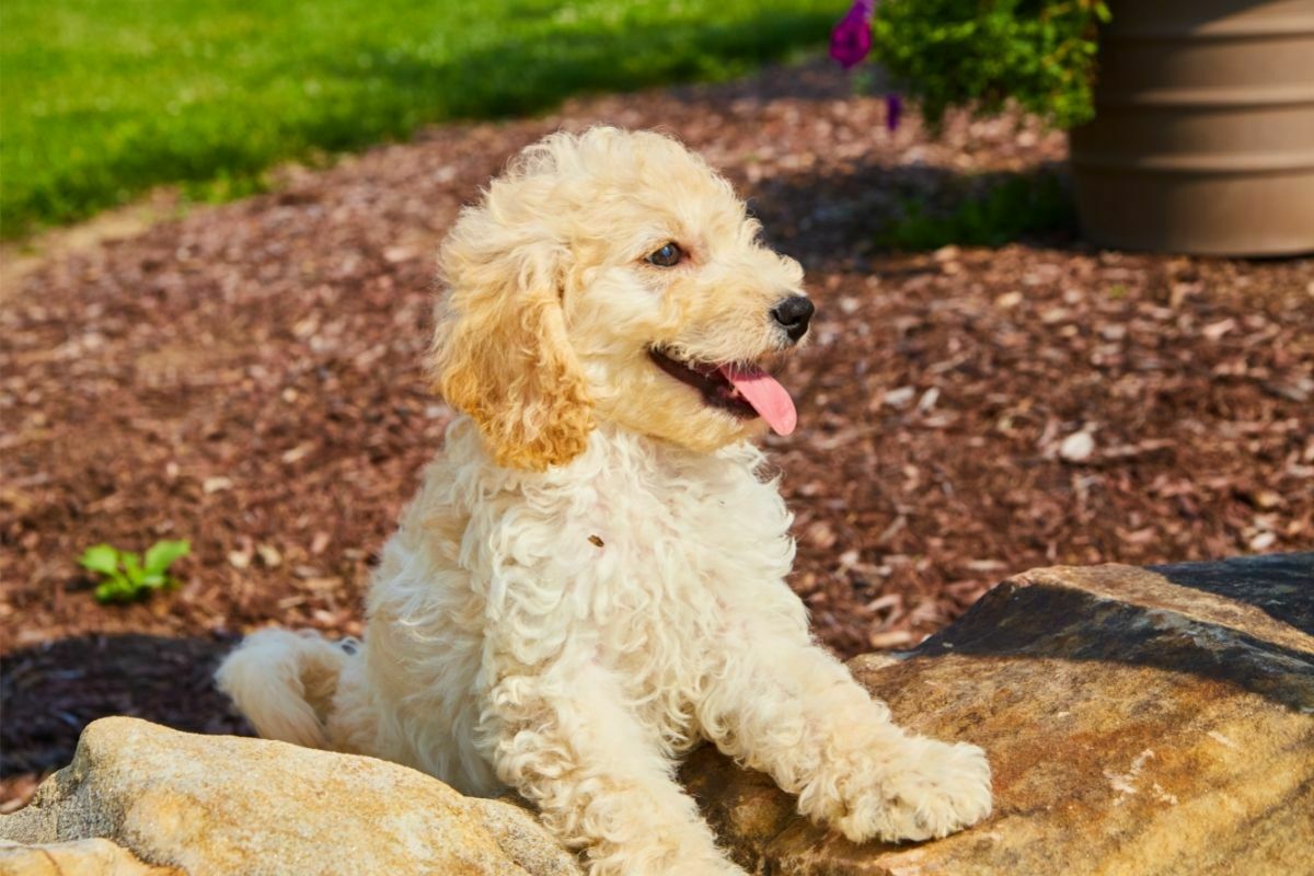 Golden cocker retriever tired