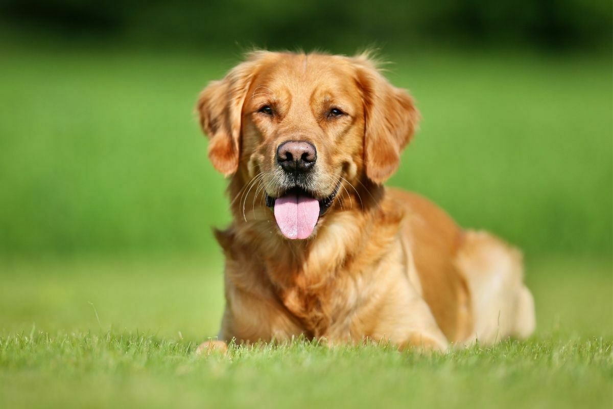 Golden retriever