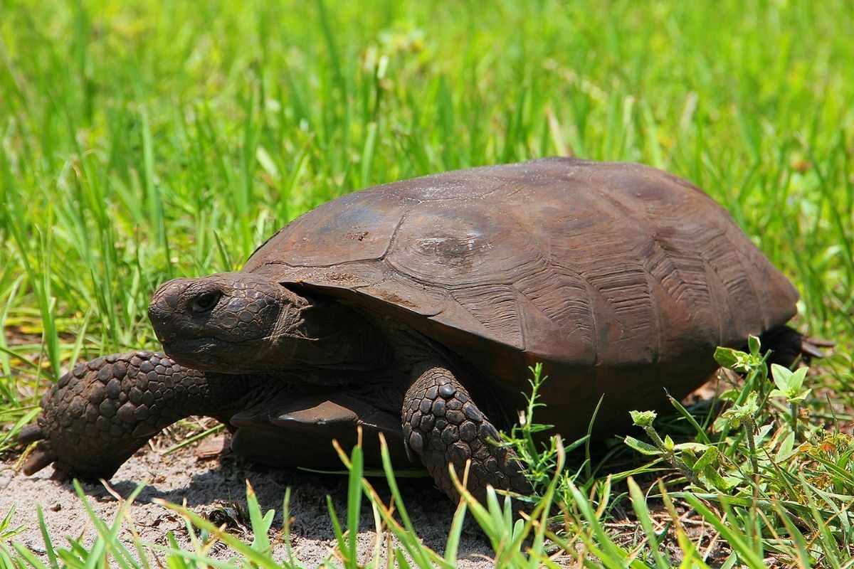 Gopher Tortoise walking on the grass