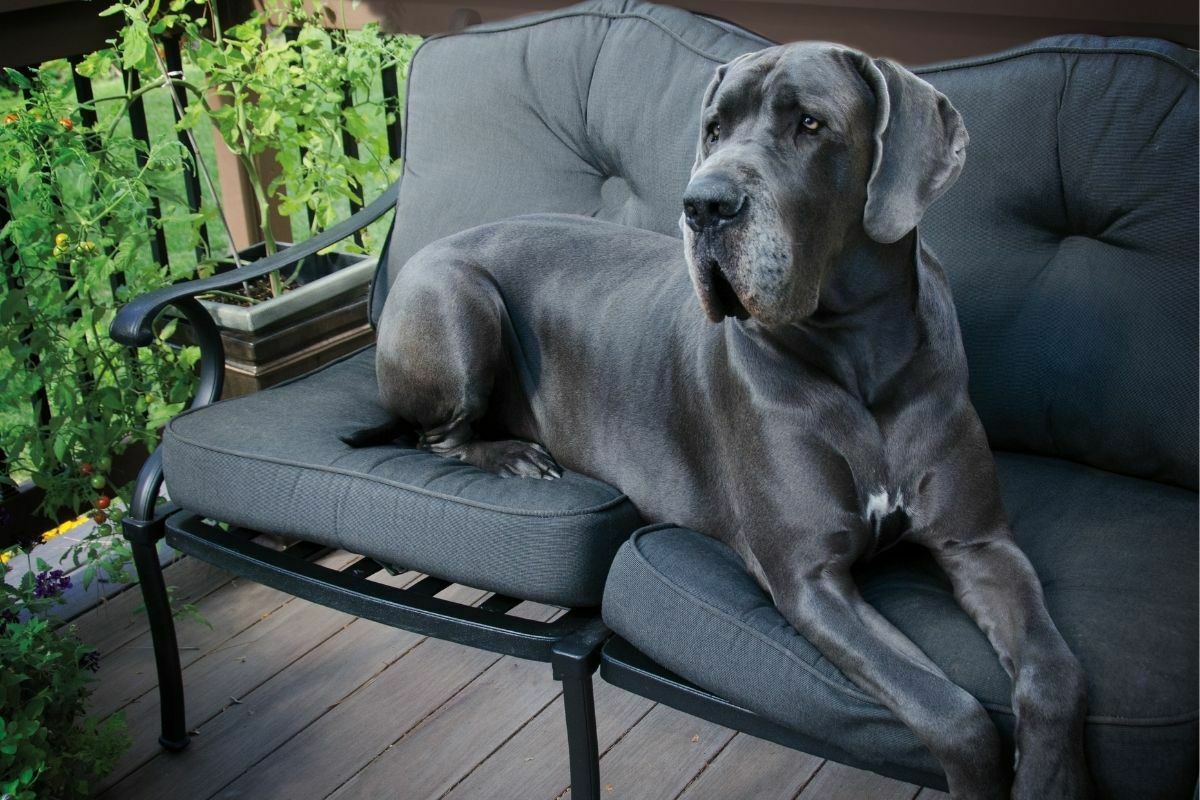 Great Dane sitting on the chair