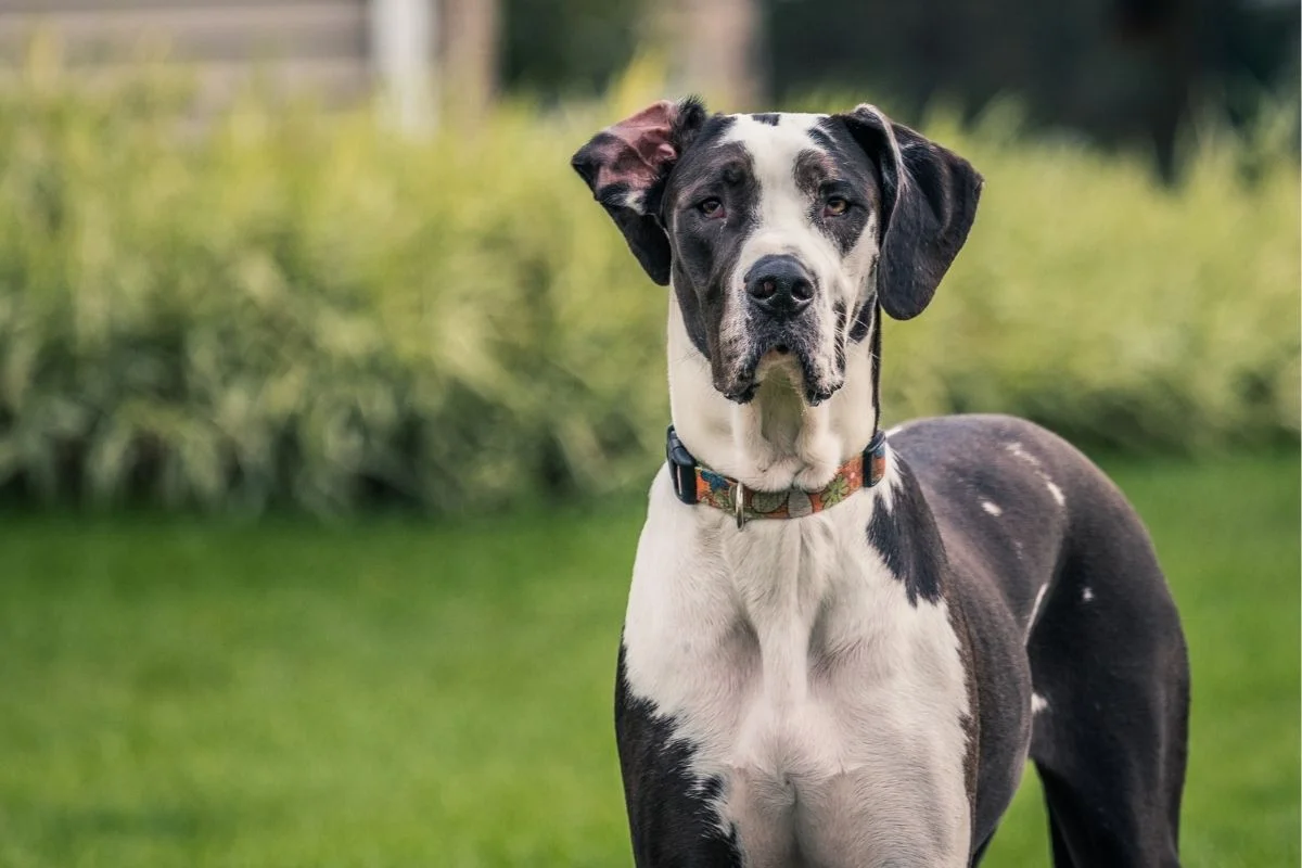 Tall black and white great dane