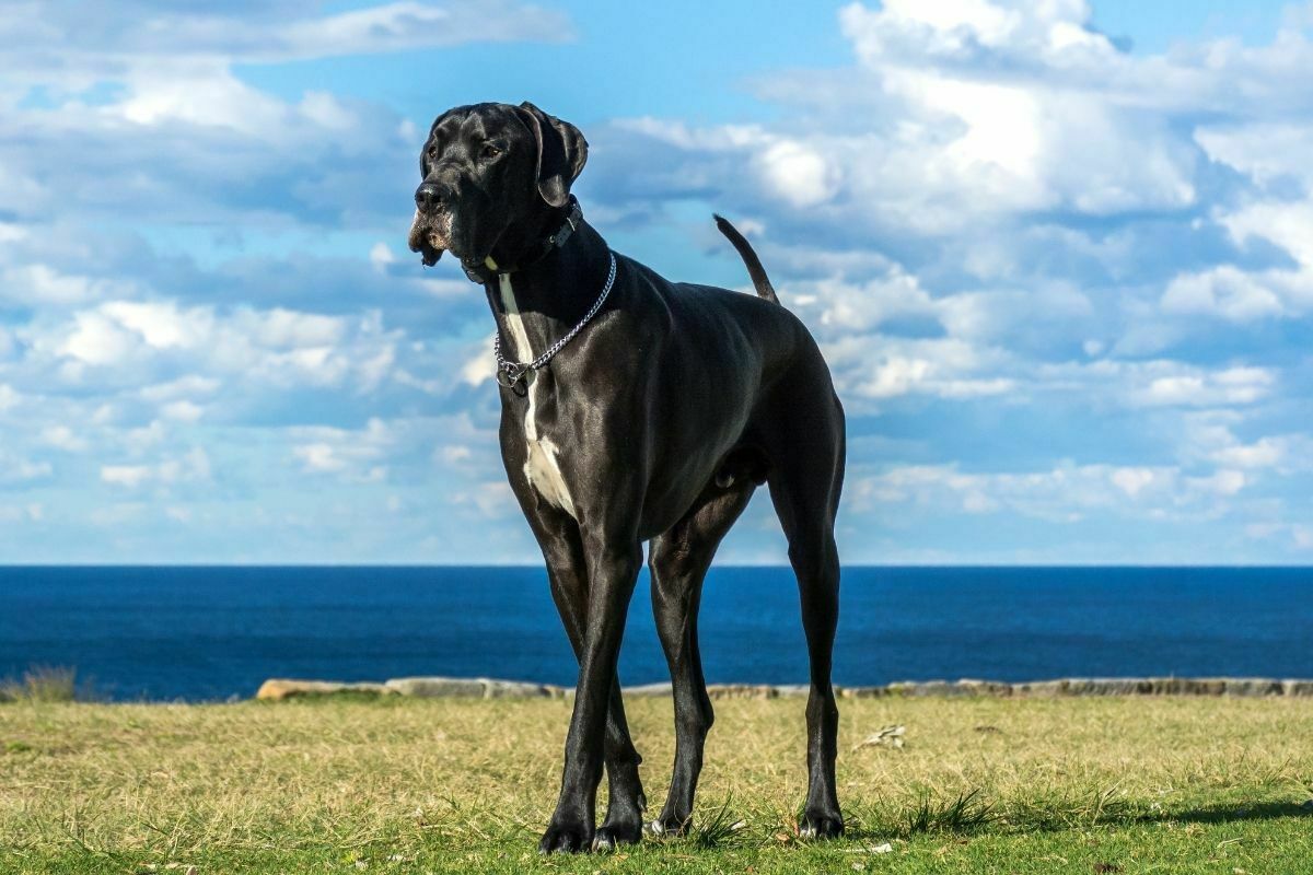 Great Dane by the sea