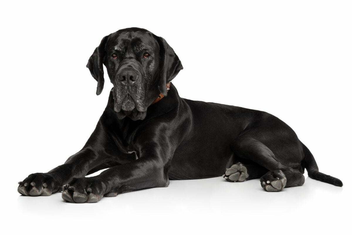 Sitting black great dane on white background