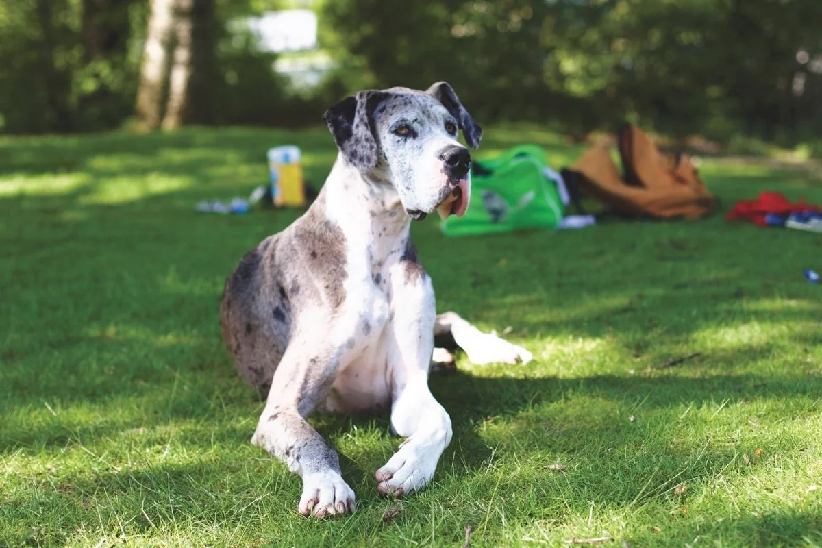 Great dane sitting