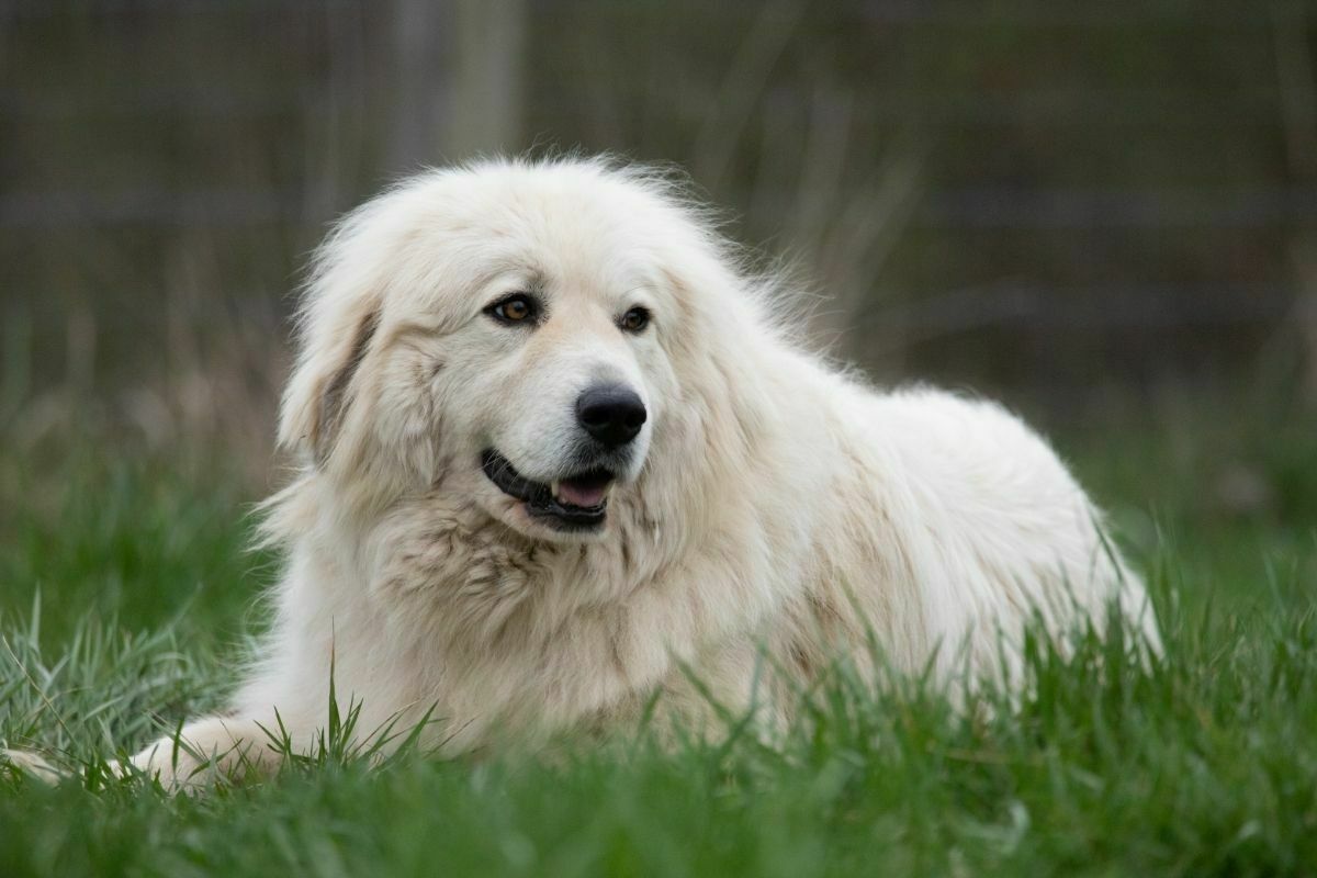 Great pyrenees dog