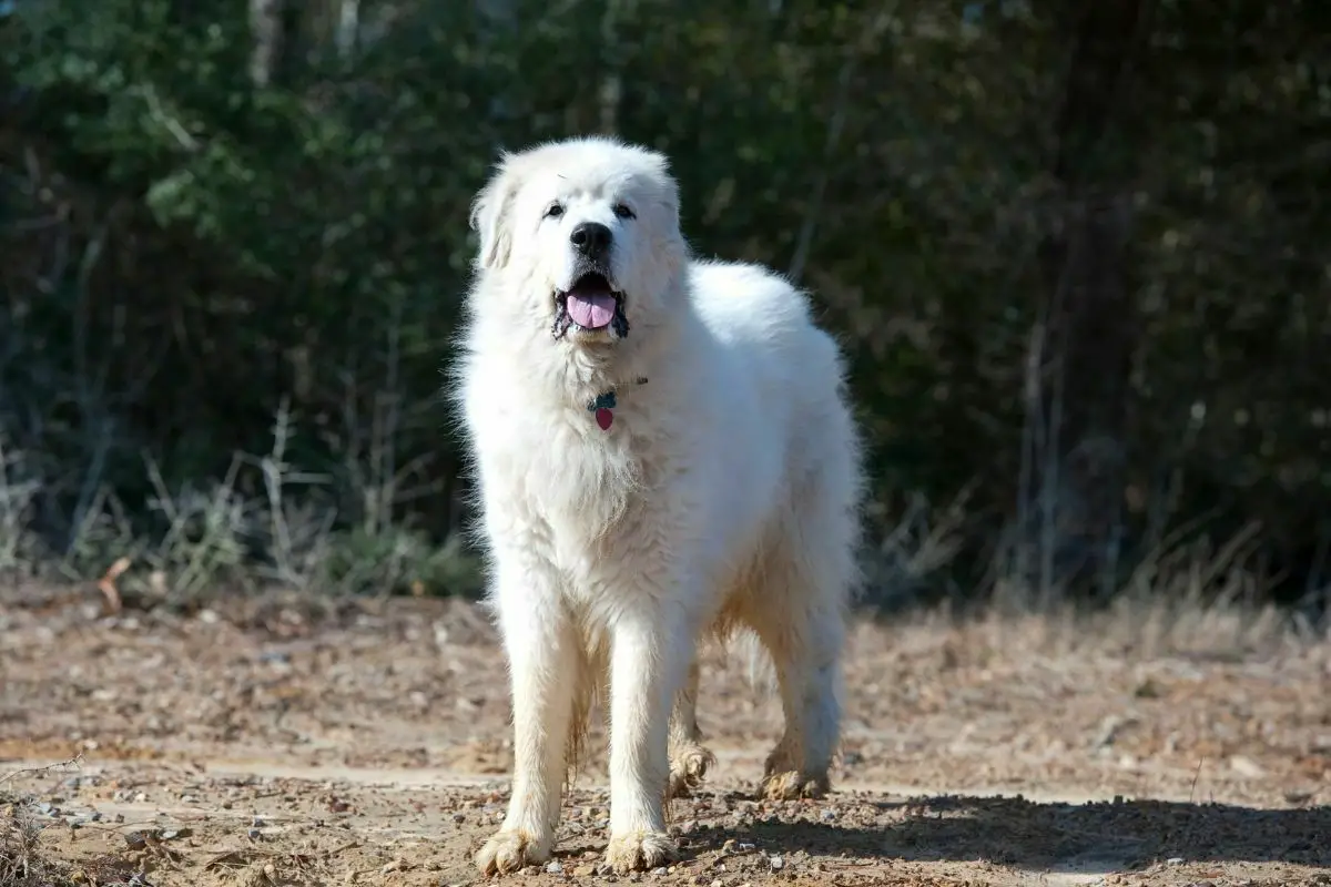  PRO Great Pyrenees on Natural Terrain