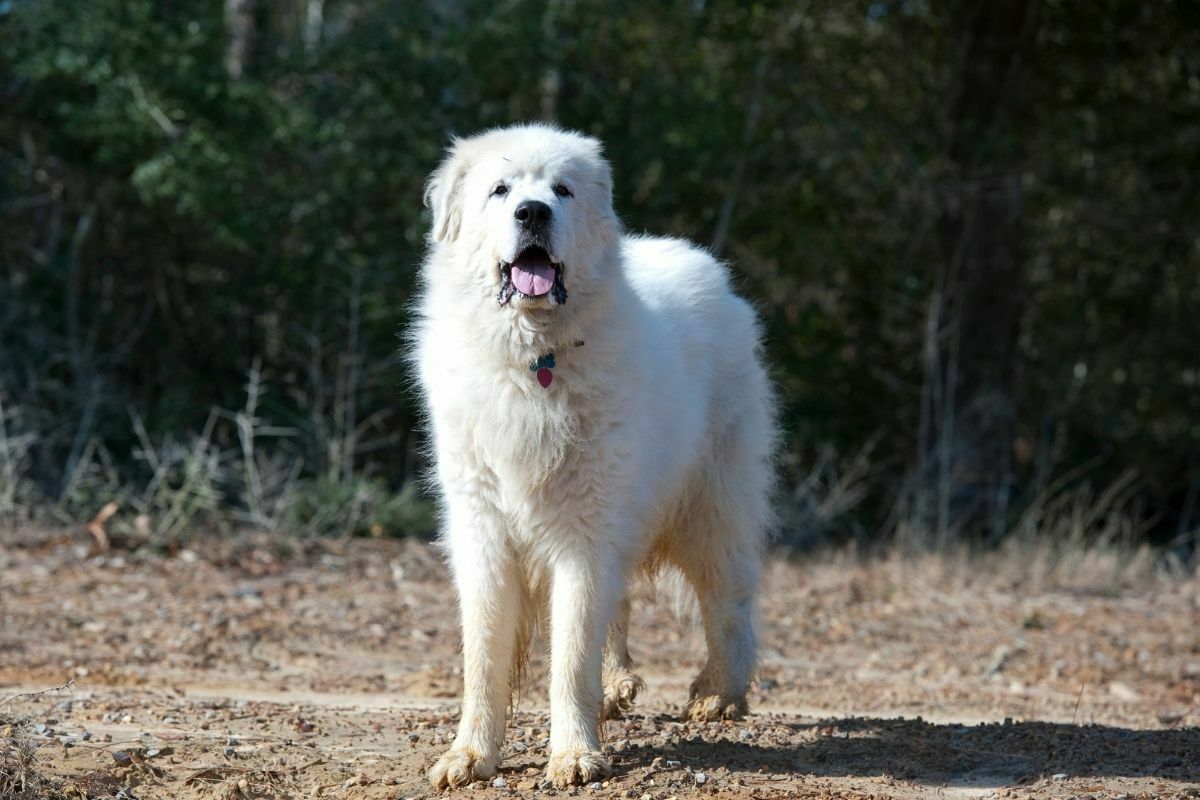 Pro great pyrenees on natural terrain