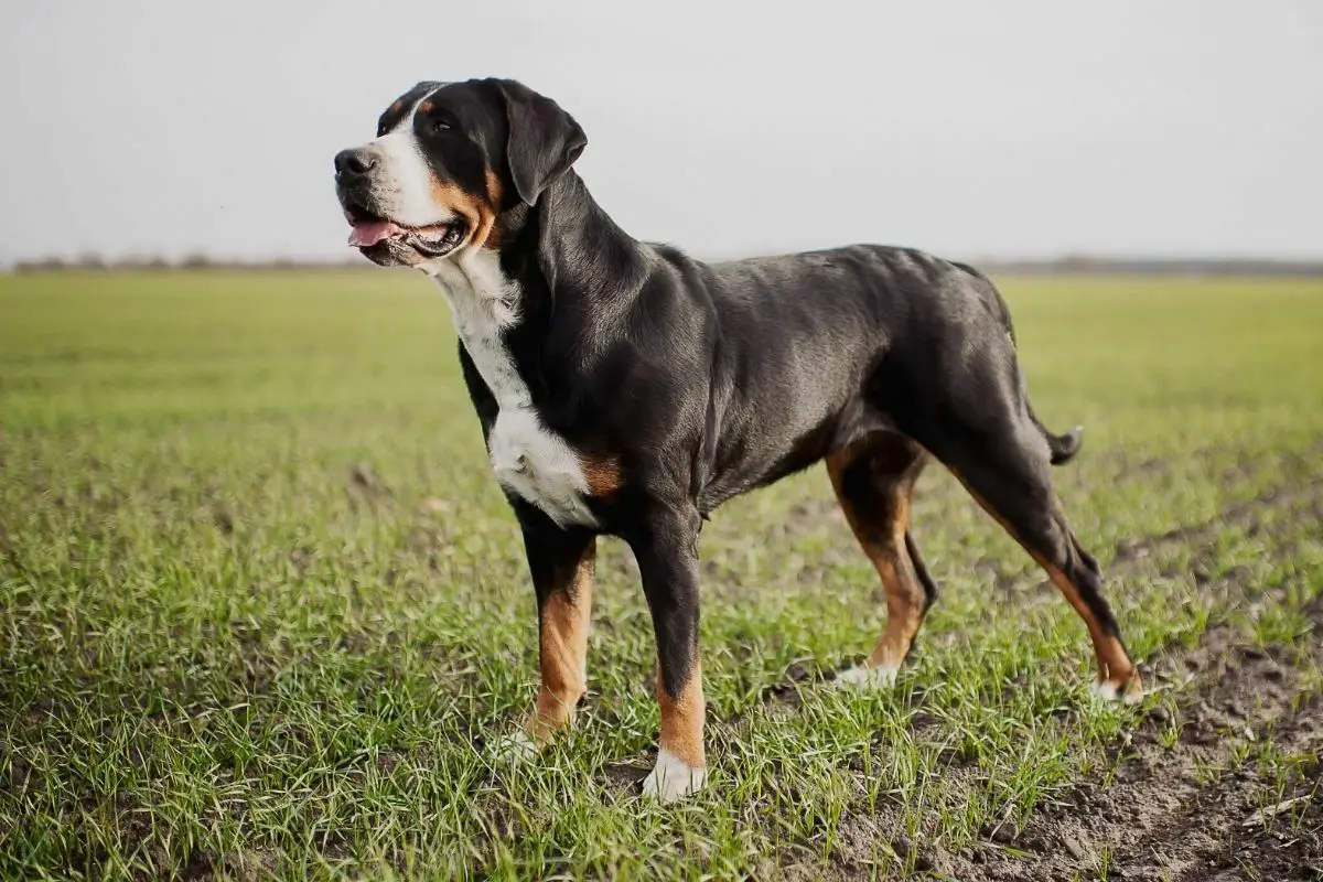 Greater Swiss Mountain Dog standing