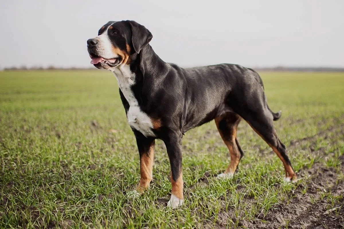 Greater swiss mountain dog standing