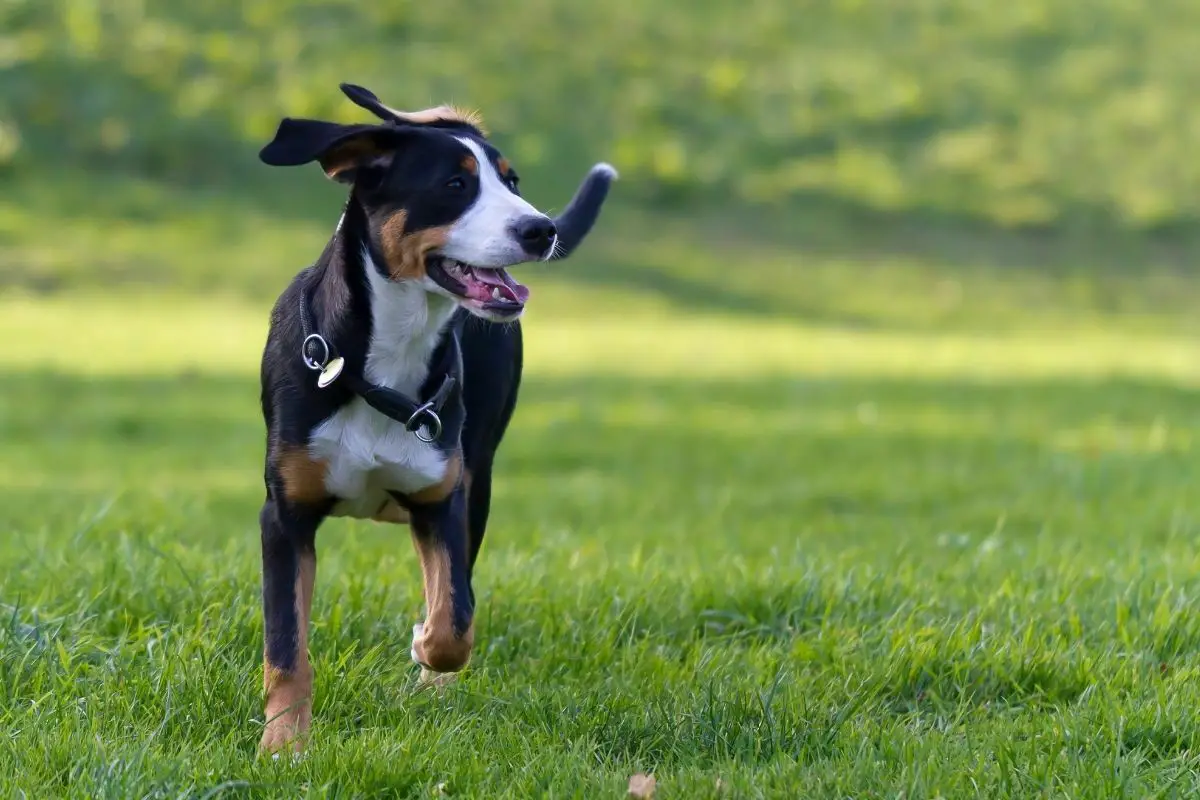 Greater swiss mountain dog puppy running in the grass