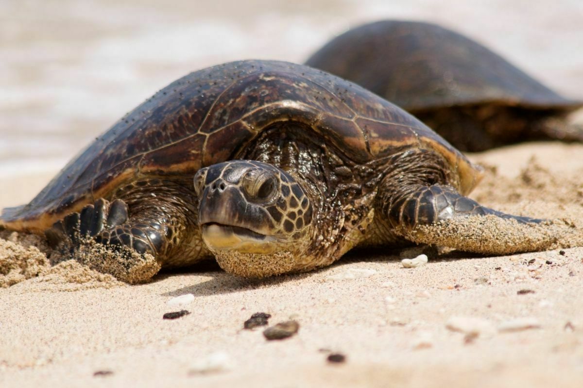 Green sea turtle on the beach