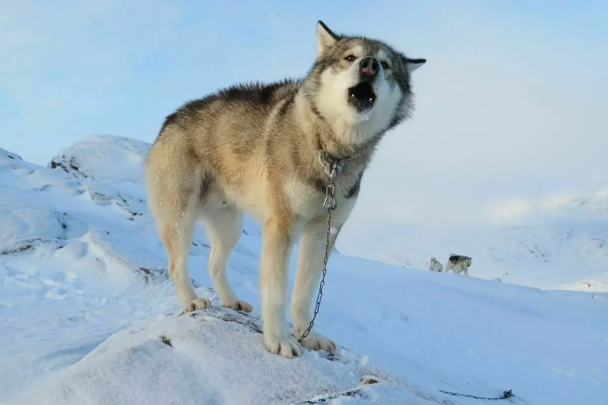 Greenland Dog howling