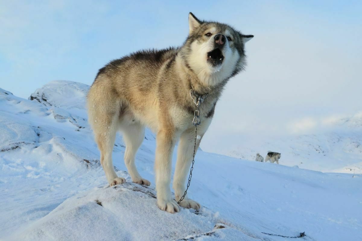 Greenland dog howling