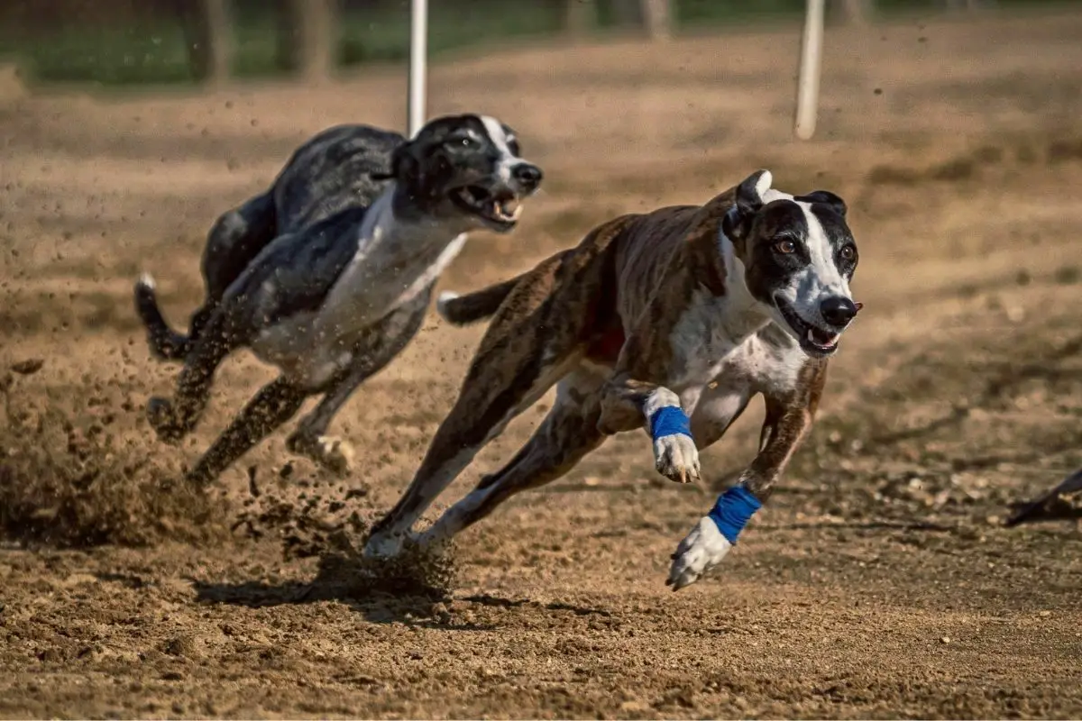 running greyhounds