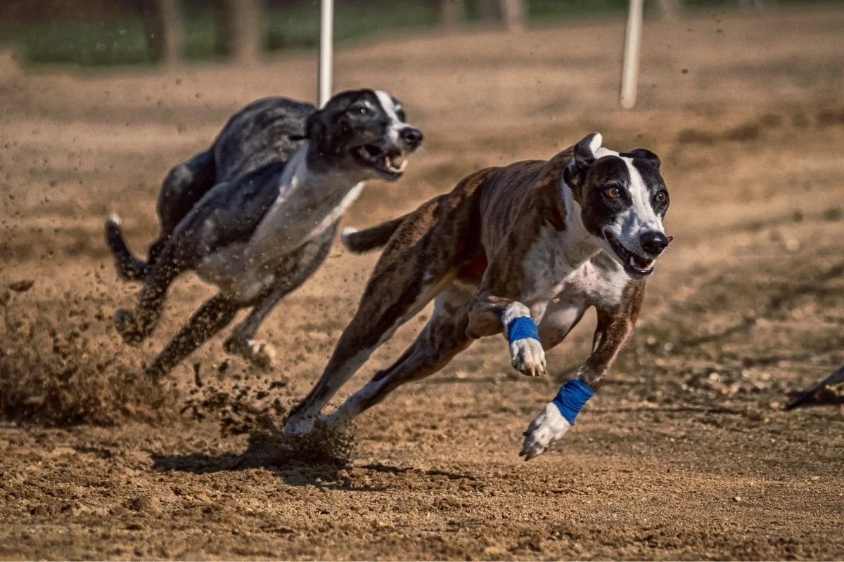 Running greyhounds