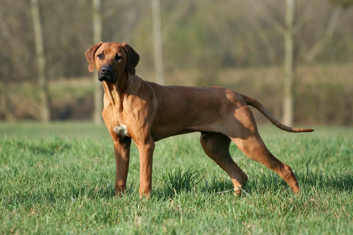 Rhodesian ridgeback on the grass