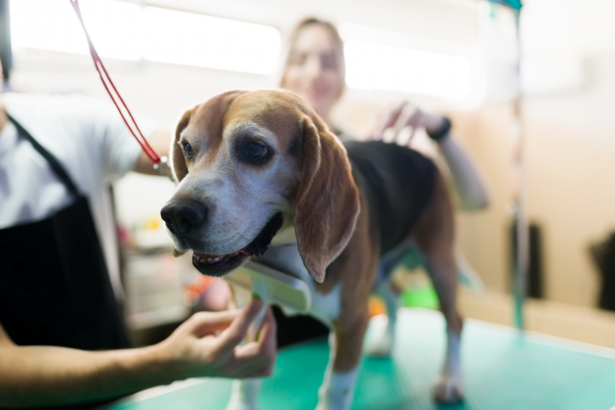 Beagle on a grooming salon