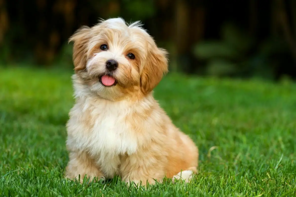 Happy havanese dog is sitting in the grass
