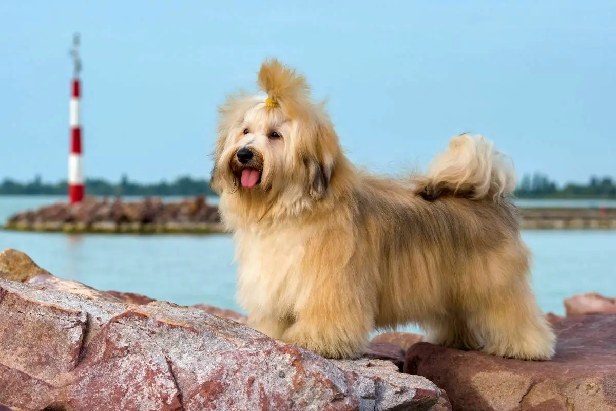 Havanese dog is standing near a harbor shore