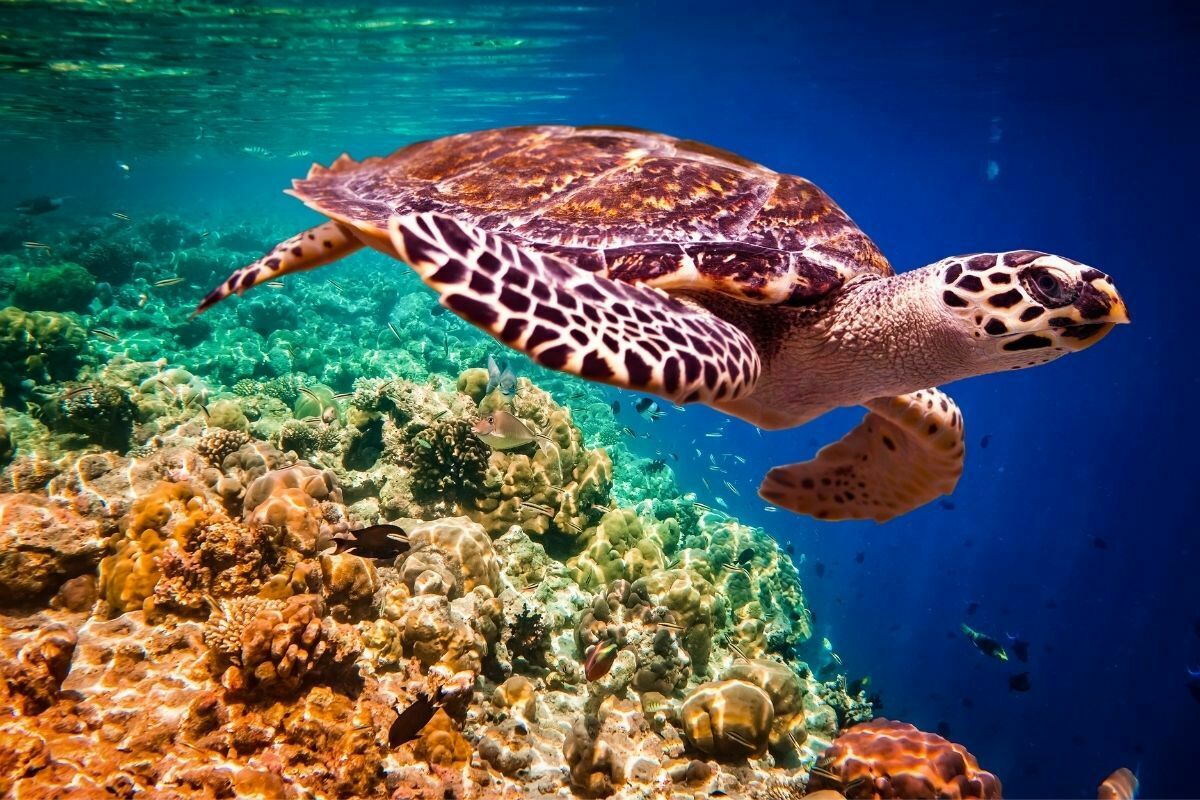 Hawksbill turtle swimming in the ocean