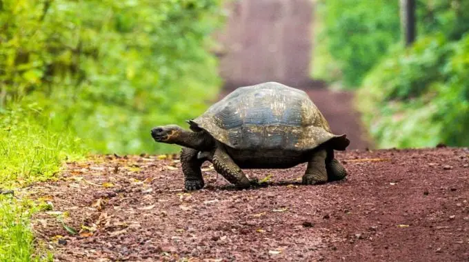 Tortoise crossing a dirt road