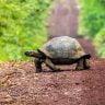 tortoise crossing a dirt road