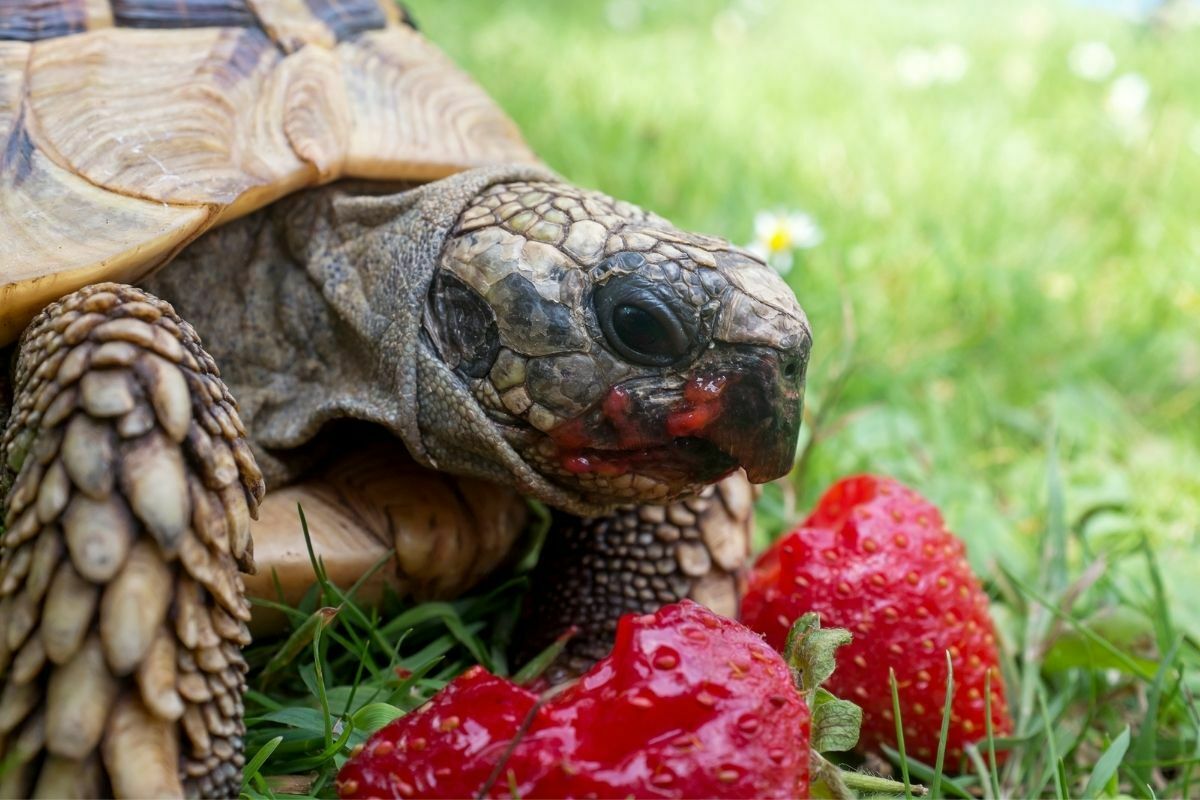 tortoise eating strawberries