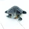 Turtle on a white wooden table