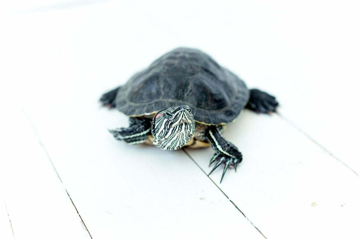 Turtle on a white wooden table