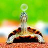 Turtle Touching Bubble with Nose