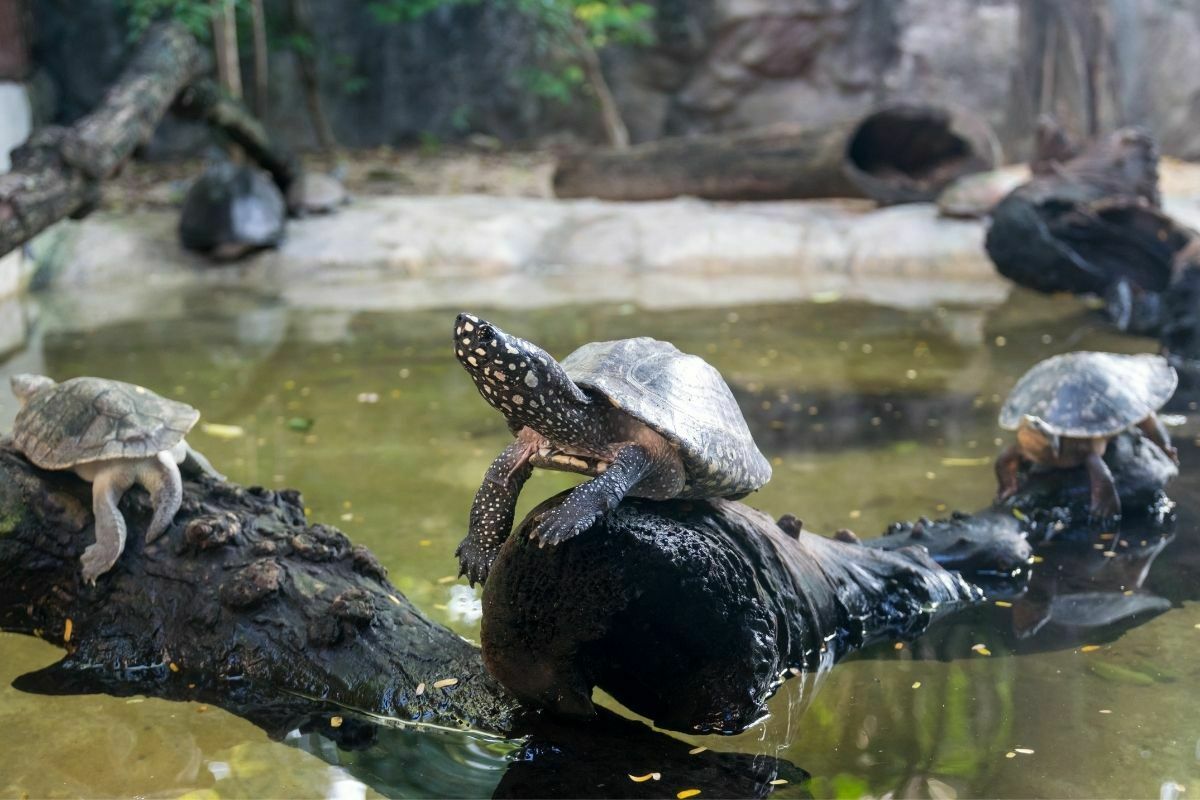 Spotted pond turtles