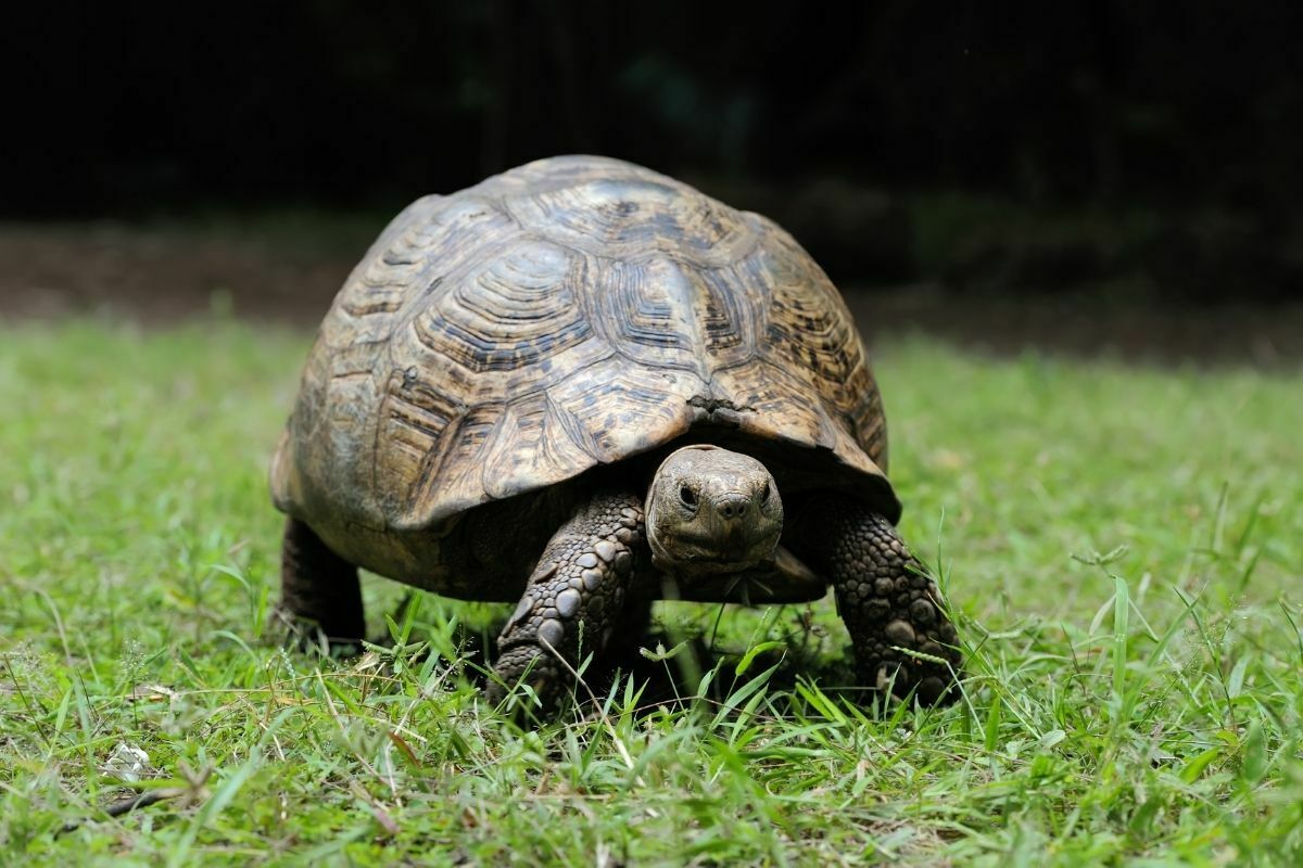 Turtle walking on grass