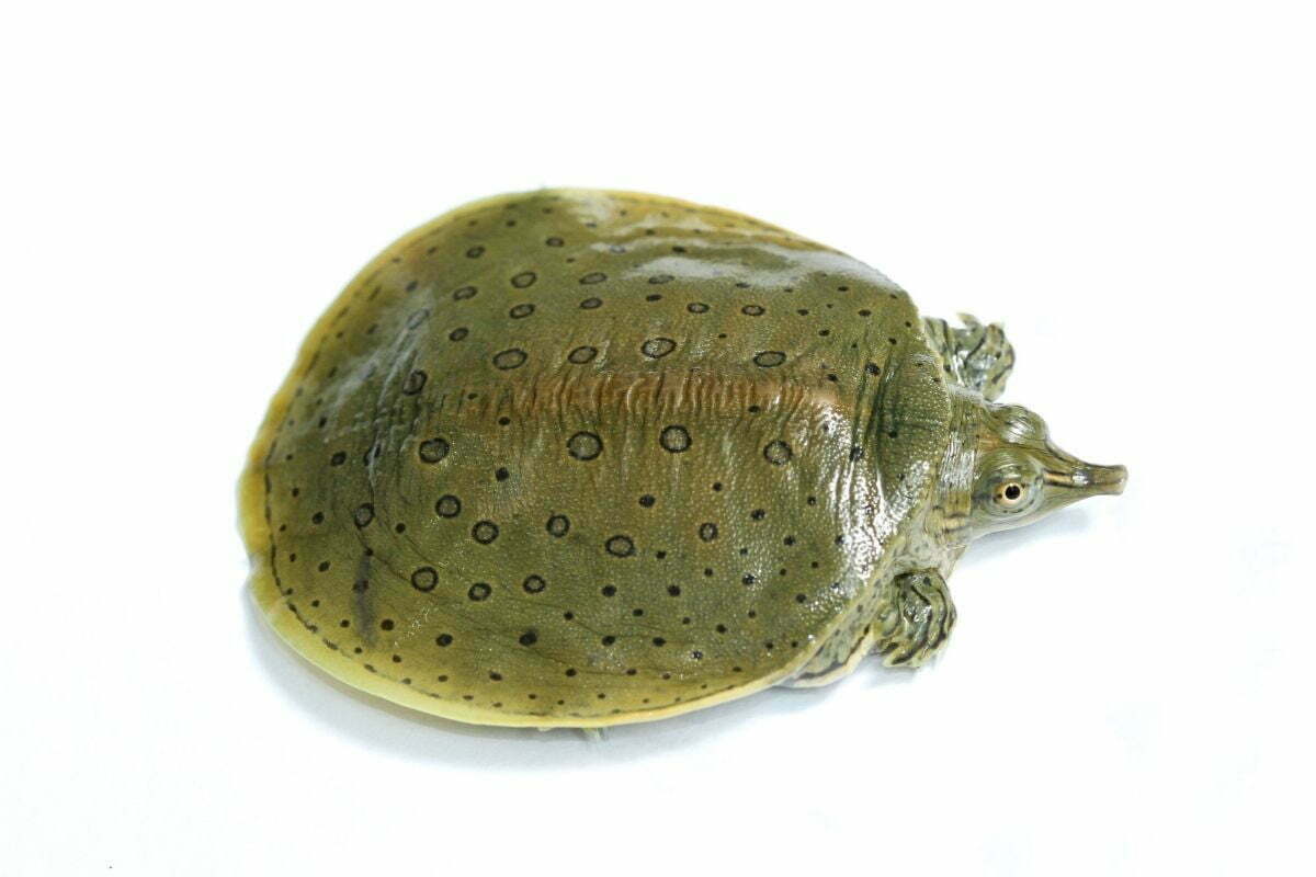 Chinese soft-shelled turtle on white background