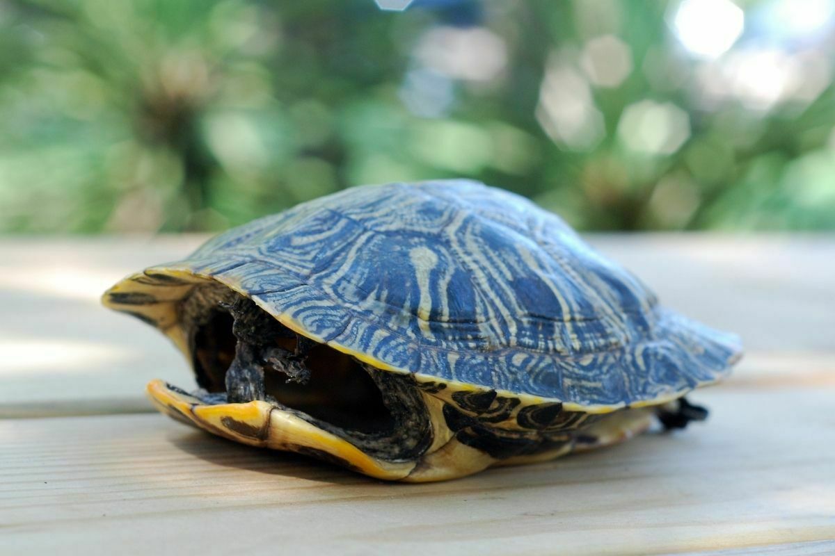 Turtle shell on a table