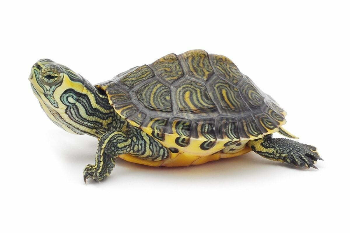 Turtle on white background